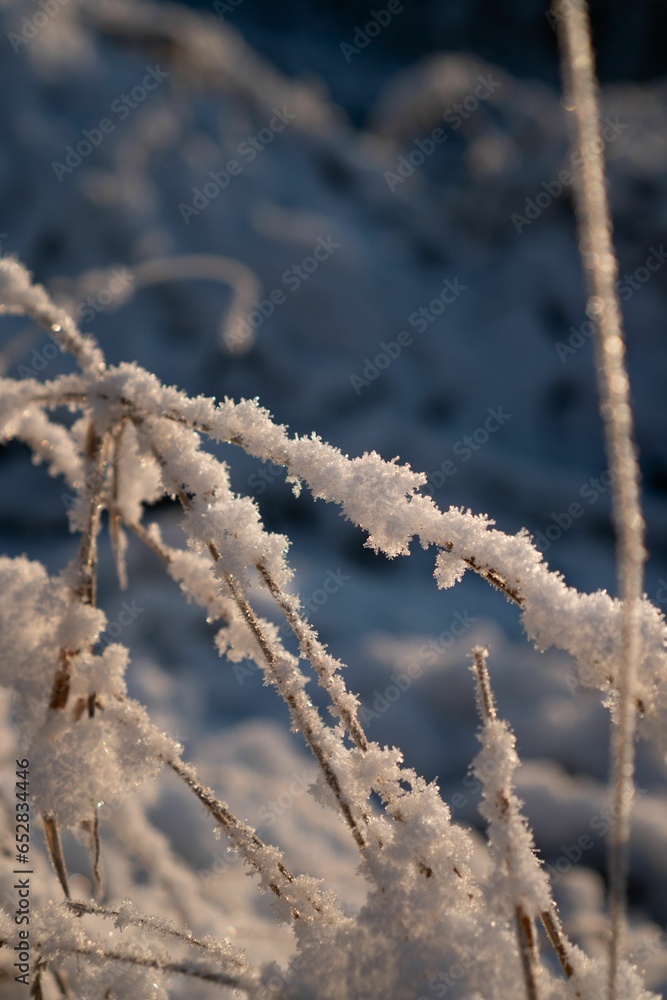 Scenic landscape of tall snow-covered plants against a backdrop of a setting sun