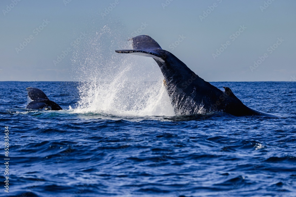 Fototapeta premium Majestic whale breaching the surface of the ocean near Sydney, Australia