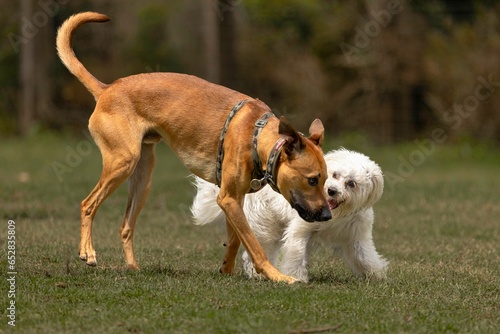 Playful Rhodesian Ridgeback and Coton De Tulear running side-by-side in an outdoor park photo