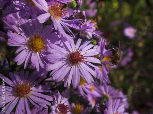 flowers in the garden