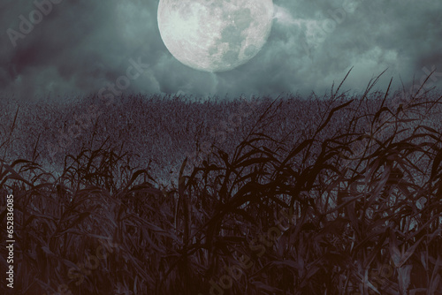 Spooky cornfield lit by harvest moon