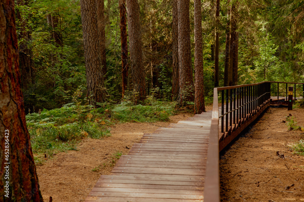 A path in a beautiful pine forest A path in a beautiful pine forest