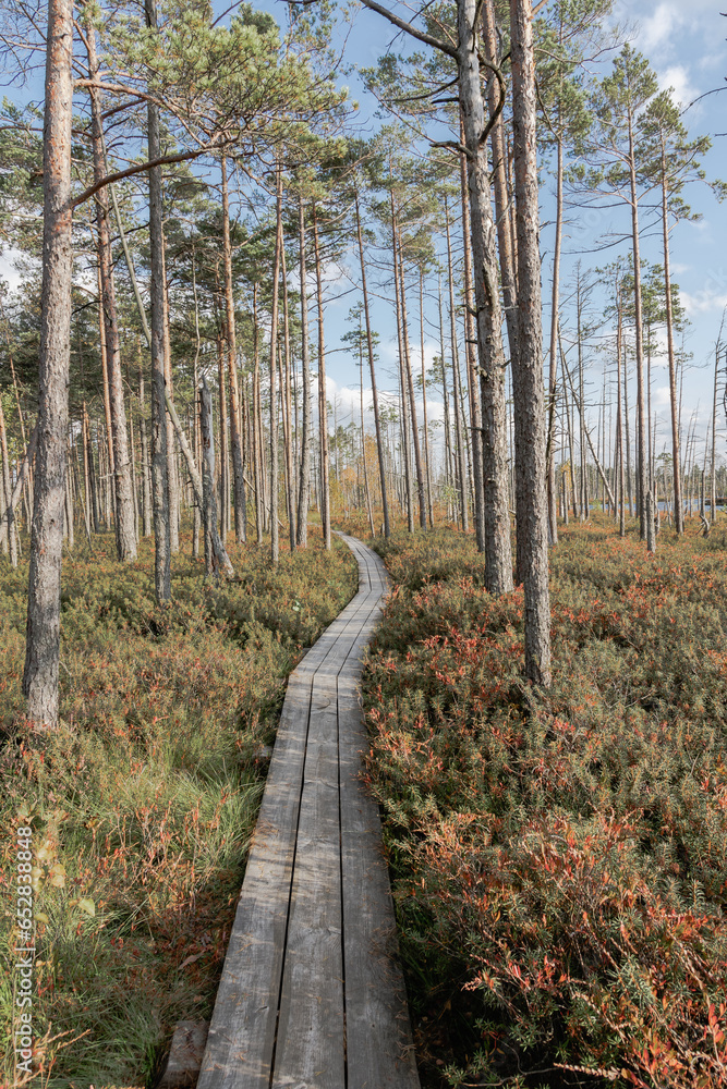 Obraz premium Path in the woods