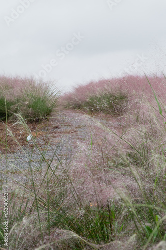 Private rocky path adorned with dreamy flows pink and green plants