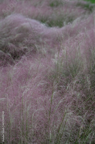 Dreamy field of pink plant