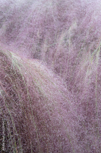 Dreamy Muhly Grass Closs up with rain dew