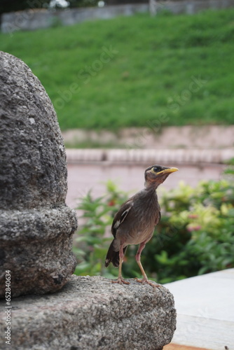 bird on the rock