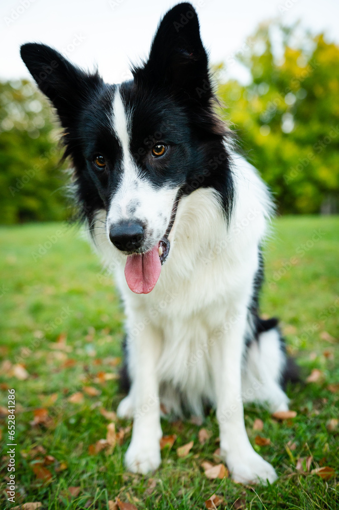 Portrait of young border collie, poster design