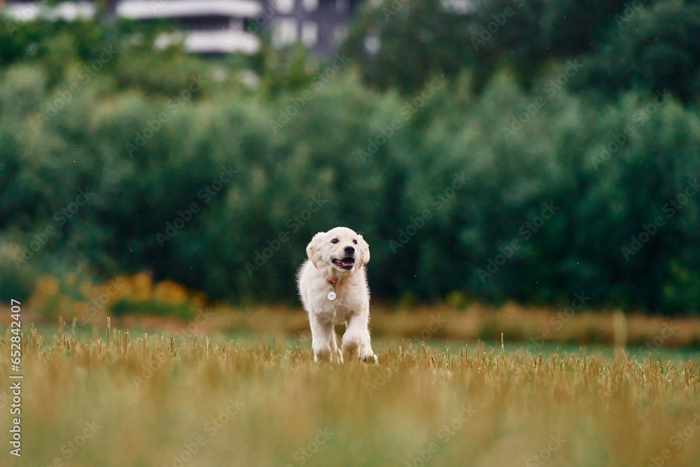 Active puppy of golden retriever is running on the green field