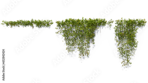 Rendered image of  a classical vine isolated on white background