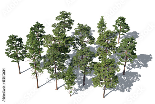 Bild auf Leinwand Rendered top view image of a group of pine trees in sunlight