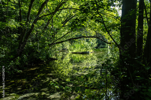 a beautiful green lake peeps through the green thickets of trees