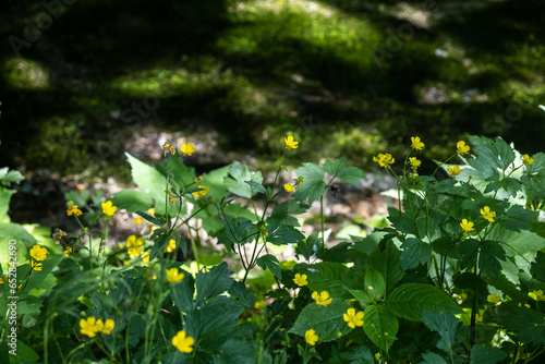 Spring early small flowers of yellow color against the background of water of different colors, from dark to bright green