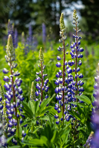 summer wild-growing blue-lilac lupine flowers with green leaves in the grass