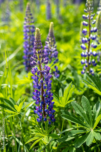 summer wild-growing blue-lilac lupine flowers with green leaves in the grass
