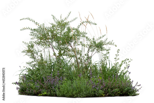 Flowerbed with different green plants and flowers isolated on white background