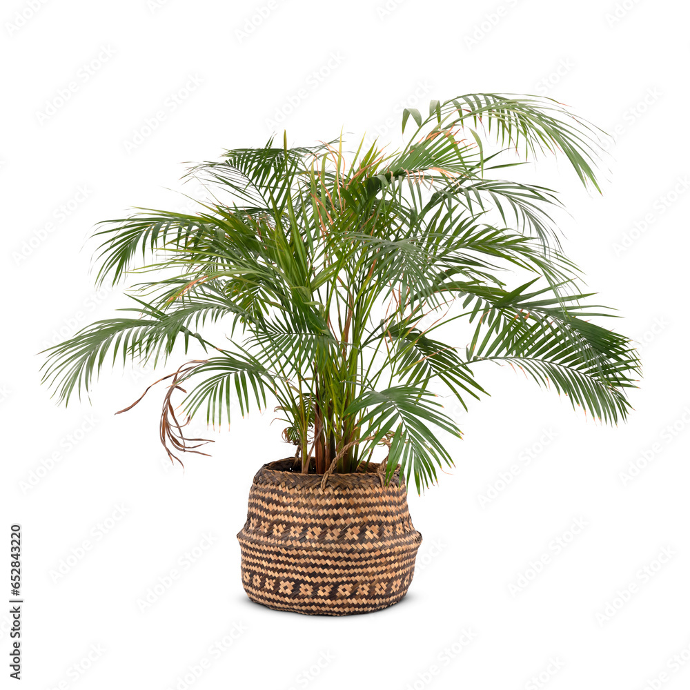 Obraz premium Small palm tree in a woven basket isolated on white background