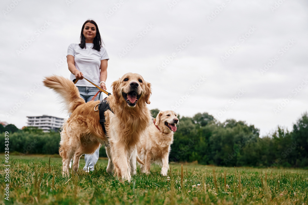 Standing and holding animals on the leash. Woman with beautiful dogs are in the field outdoors Standing and holding animals on the leash. Woman with beautiful dogs are in the field outdoors