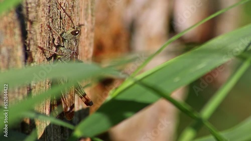 Shy cricket chirring on tree making noise and singing songs chirring with legs and hiding in summer sun with long legs insect or grasshopper chirrs as pest control in wildlife close-up macro view photo