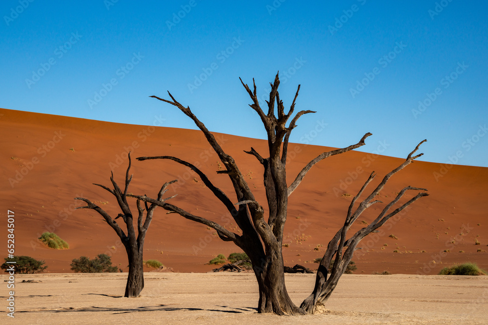 Abgestorbene Akazien im Deadvlei in Namibia Abgestorbene Akazien im Deadvlei in Namibia