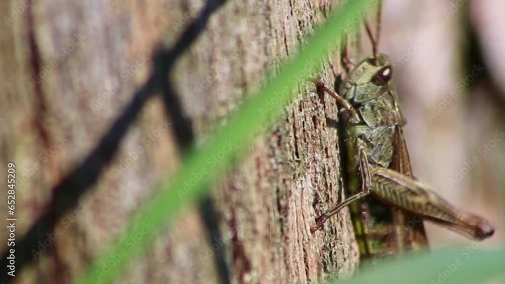 Shy cricket chirring on tree making noise and singing songs chirring with legs and hiding in summer sun with long legs insect or grasshopper chirrs as pest control in wildlife close-up macro view Shy cricket chirring on tree making noise and singing songs chirring with legs and hiding in summer sun with long legs insect or grasshopper chirrs as pest control in wildlife close-up macro view