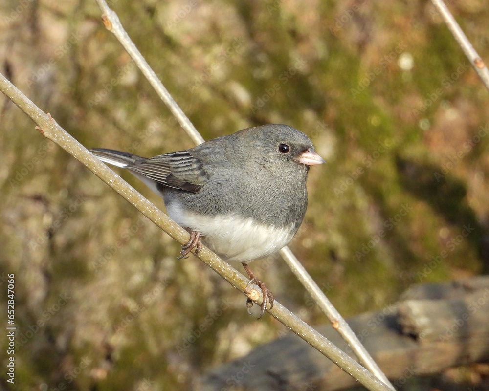 Fototapeta premium Dark Eyed Junco (Junco hyemalis) Backyard Bird of North America
