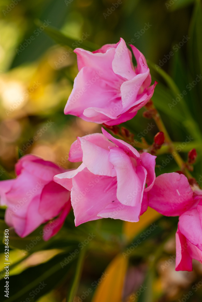 Pink Nerium oleander flowers in the garden