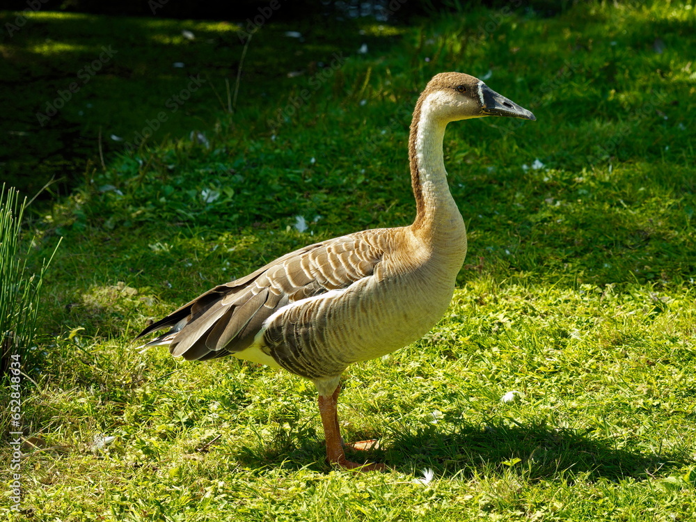 Swan goose Swan goose