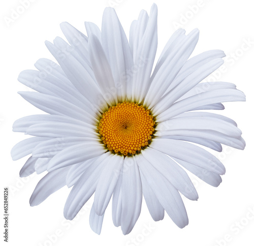 Chamomile  white    flower isolated on   background. Close-up. For design.   Transparent background.   Nature. © nadezhda F