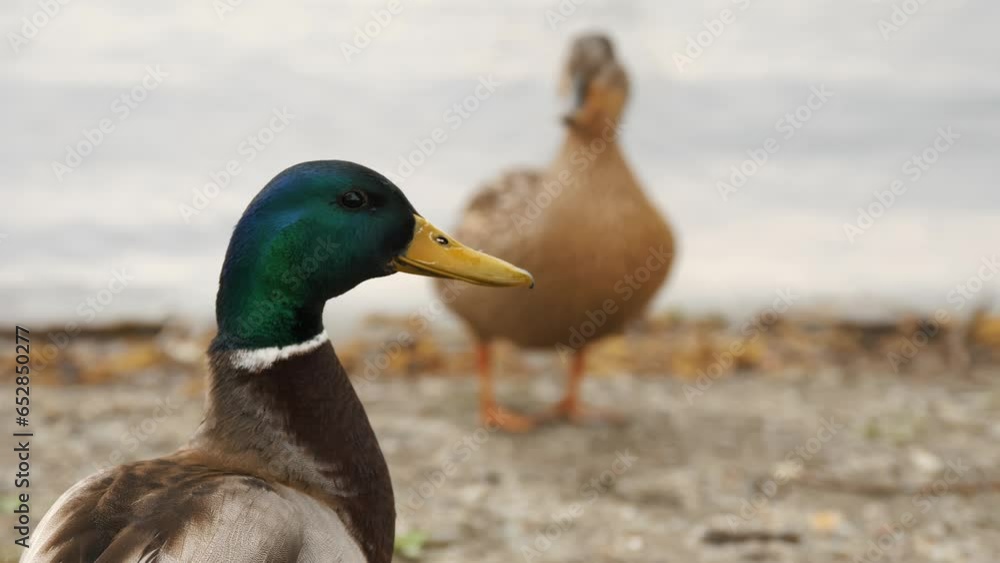Wildlife - Birds. ducks on a lake. Birdwatching. close-up. waterfowl in natural environment. water background. Following birds in their habitat. Wildlife - Birds. ducks on a lake. Birdwatching. close-up. waterfowl in natural environment. water background. Following birds in their habitat.