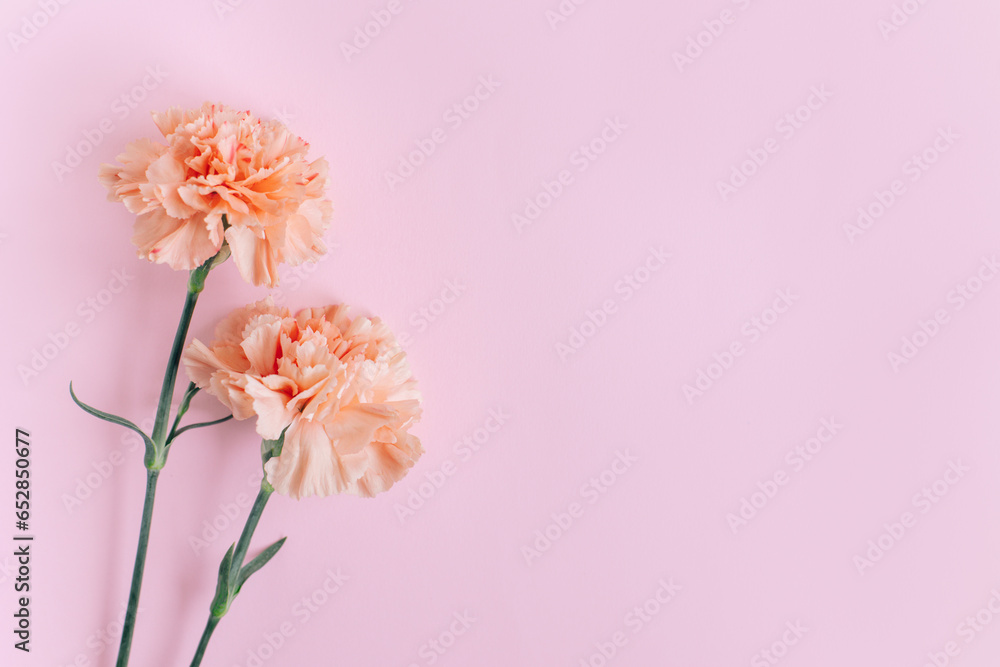 Beautiful peach pastel carnation flowers on a pink background. Beautiful peach pastel carnation flowers on a pink background.