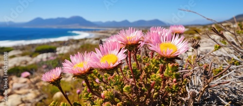 Phaenocoma Prolifera found in South Africa s Fynbos is part of the diverse Cape Floral Kingdom and Cape Floristic Region It is also known as the pink strawflower photo