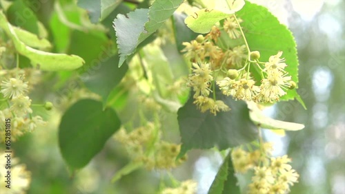 Linden flowers, fragrant linden tree blooming. Blossoming Lindentree closeup, flowers. Macro. Slow motion.  Blooming yellow fragrant flowers close up. photo