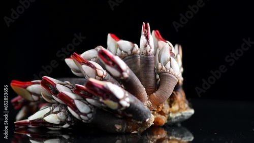 Barnacles, goose neck barnacle, percebes, gallician barnacles. Pollicipes pollicipes. Expensive delicatessen, gourmet sea food isolated on black background. Slow motion.  photo