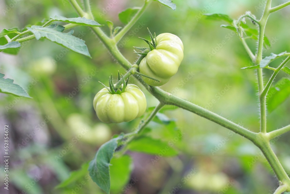 green raf tomatoes on tree isolated blurred background, selective focus