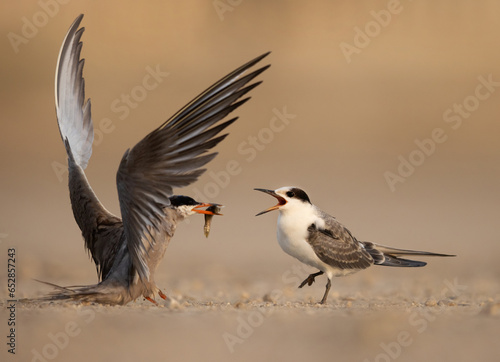 White-cheeked Tern feeding its chick at Tubli coast, Bahrain © Dr Ajay Kumar Singh