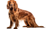 Irish Setter Red Dog in Portrait Isolated on Transparent Background PNG. Generative AI