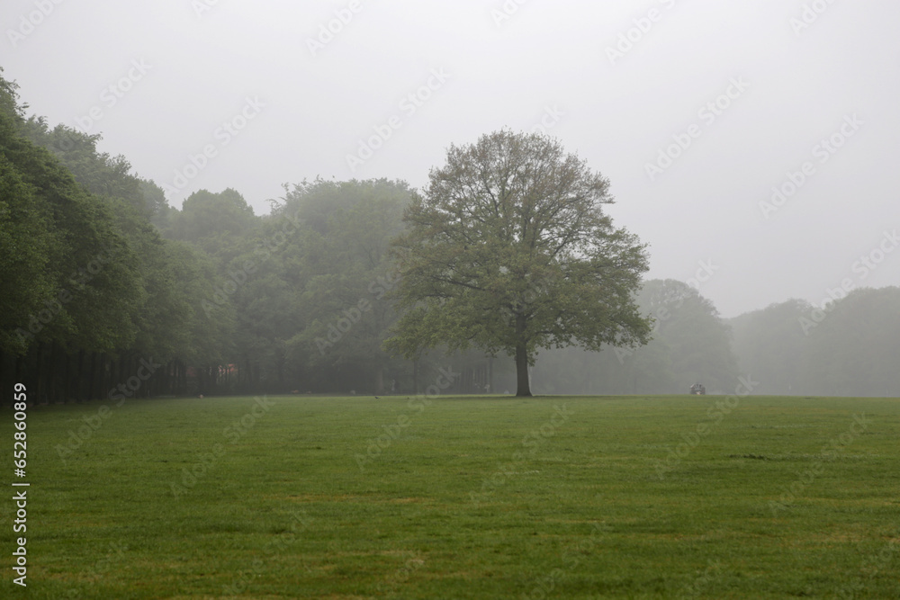 Hamburger Stadtpark im Nebel im Sommer Hamburger Stadtpark im Nebel im Sommer