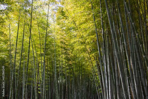 Bamboo forest at Arashiyama in Kyoto  Japan