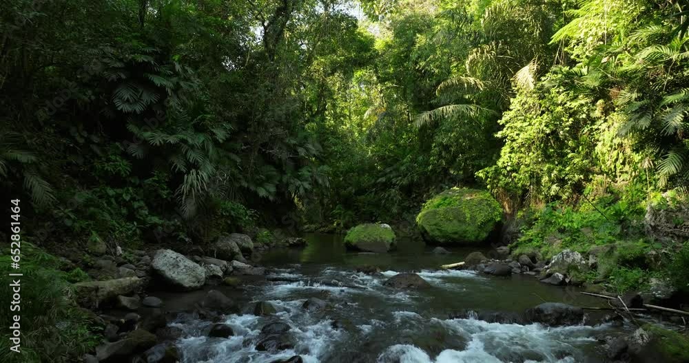 River in tropical green rainforest, 4K Aerial drone top view shot River in tropical green rainforest, 4K Aerial drone top view shot