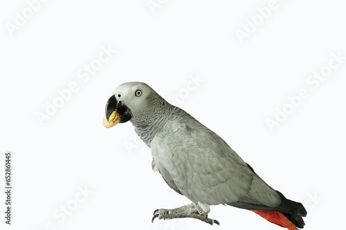 African Gray Parrot (Psittacus erithacus) eating a peanut isolated on white background