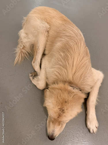 Top view of a dog sleeping on a gray background