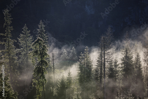 Fototapeta Naklejka Na Ścianę i Meble -  Beautiful landscape in misty forest in Tatra mountains at summer, Poland
