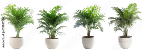 Tropical house fishtail palm plant in modern pot or vase isolated on transparent background generative ai