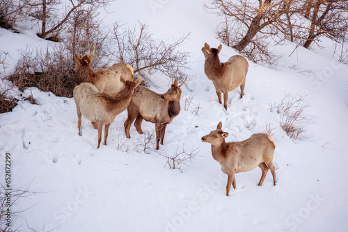 Fototapeta Naklejka Na Ścianę i Meble -  Deer in the snow against the sky and mountains. A herd of wild deer.