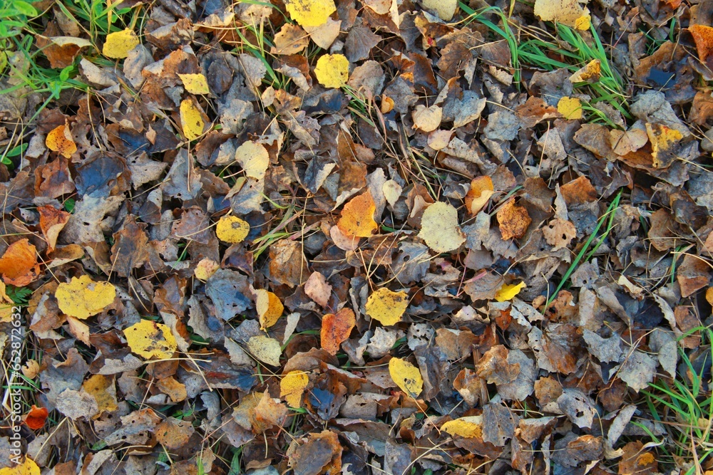 solid texture background of dried orange and yellow autumn leaves on the ground solid texture background of dried orange and yellow autumn leaves on the ground
