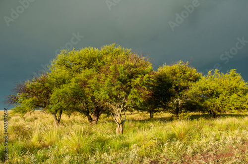 Calden forest landscape, Prosopis Caldenia plants, La Pampa province, Patagonia, Argentina. photo