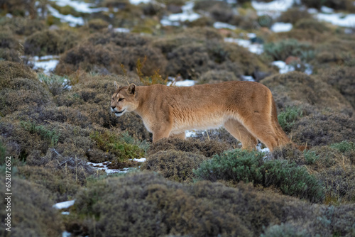 Cougar walking in mountain environment, Torres del Paine National Park, Patagonia, Chile.
