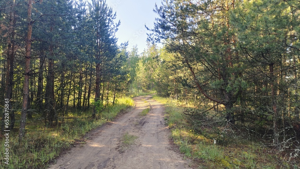 Fototapeta premium A dirt road with tire tracks passes through a young mixed forest of birch and pine. Grass and moss grow along the road. Sunny summer weather and blue sky