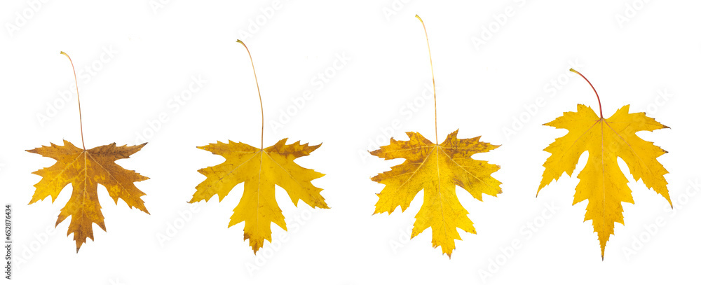 Fototapeta premium Feuilles mortes d'érable en automne 